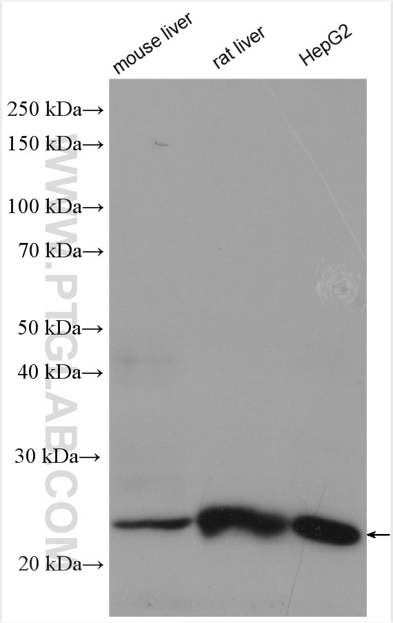 Western Blot (WB) analysis of various lysates using TMEM41A Polyclonal antibody (20768-1-AP)