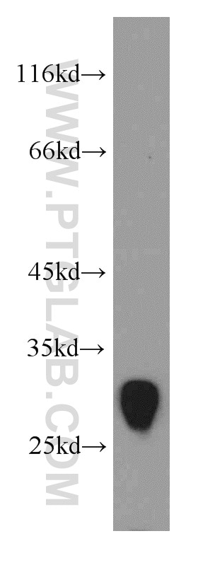 Western Blot (WB) analysis of mouse small intestine tissue using TMEM41A Polyclonal antibody (20768-1-AP)