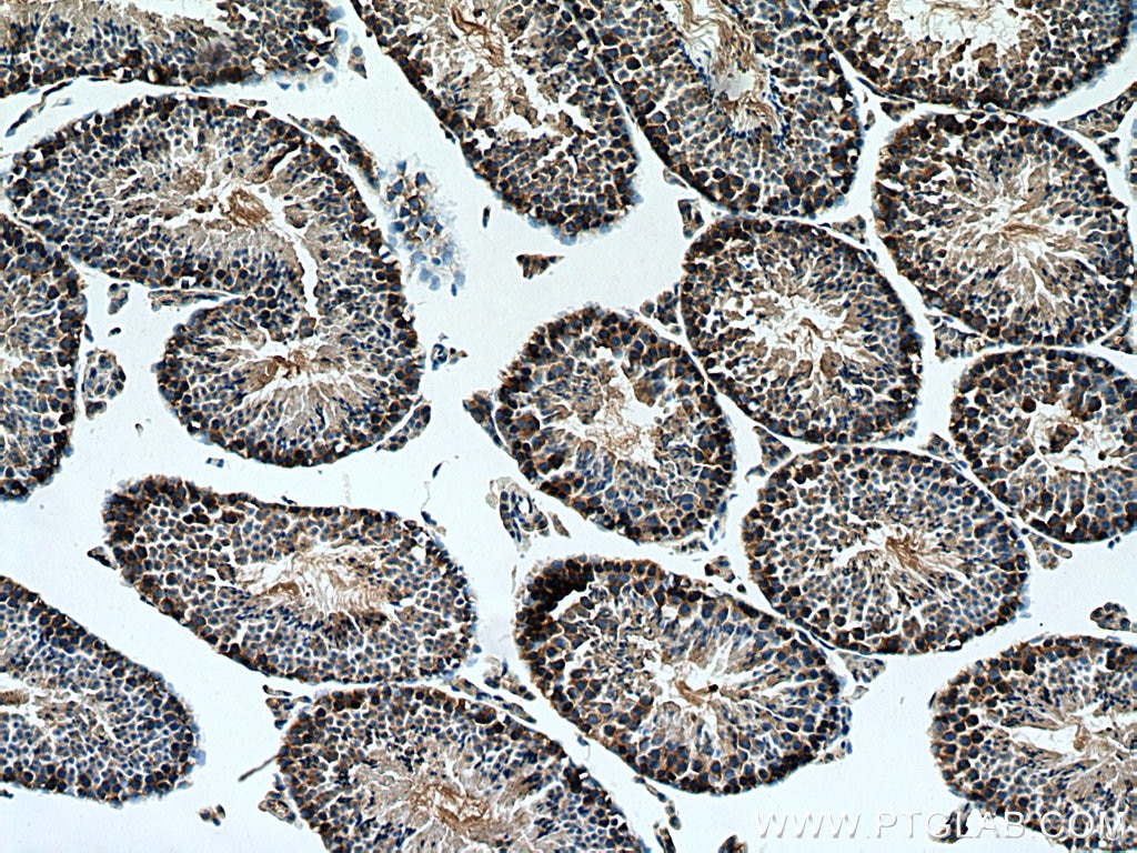 Immunohistochemistry (IHC) staining of mouse testis tissue using TMEM41B Polyclonal antibody (29270-1-AP)