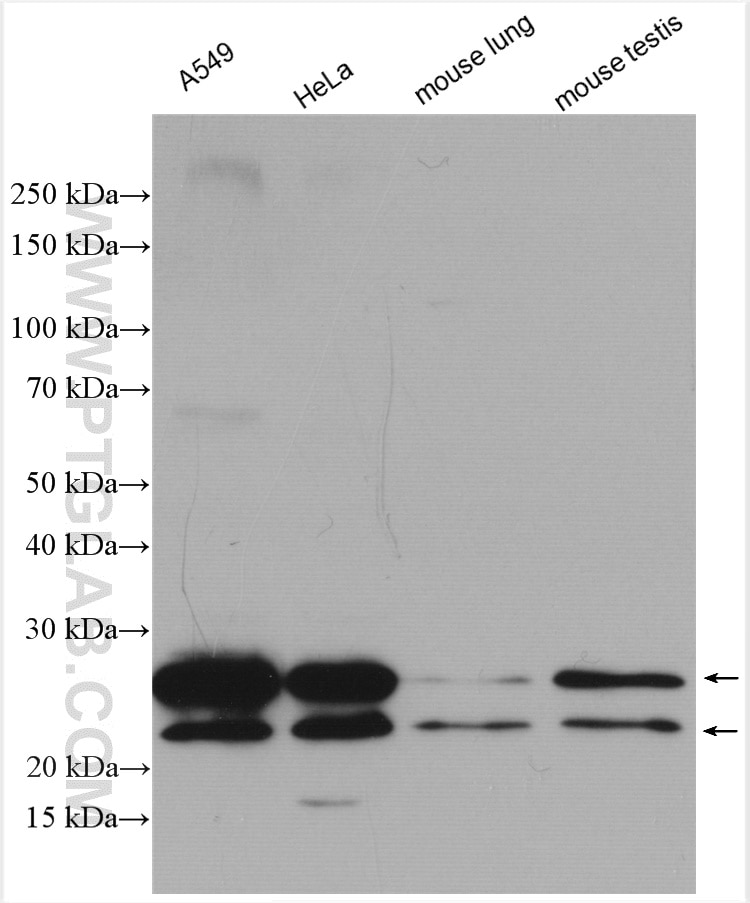 Western Blot (WB) analysis of various lysates using TMEM41B Polyclonal antibody (29270-1-AP)