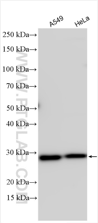 Western Blot (WB) analysis of various lysates using TMEM41B Polyclonal antibody (29270-1-AP)