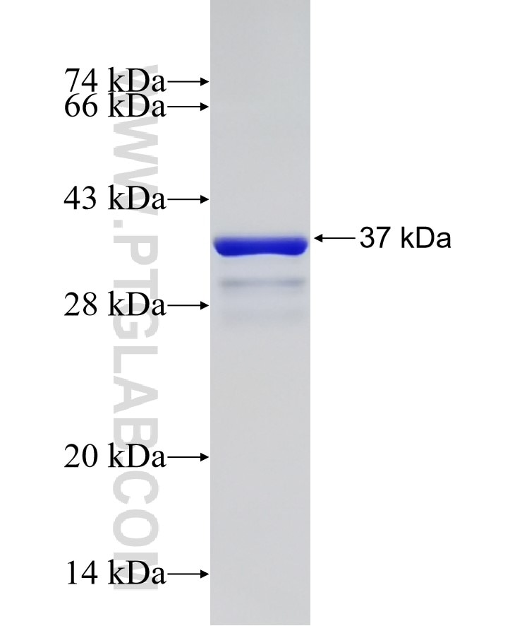 TMEM41B fusion protein Ag30810 SDS-PAGE