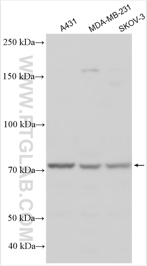 Western Blot (WB) analysis of various lysates using TMEM45A Polyclonal antibody (27534-1-AP)