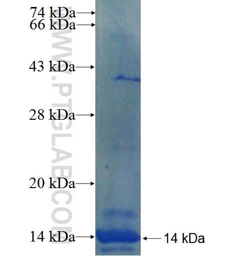 TMEM45A fusion protein Ag24392 SDS-PAGE