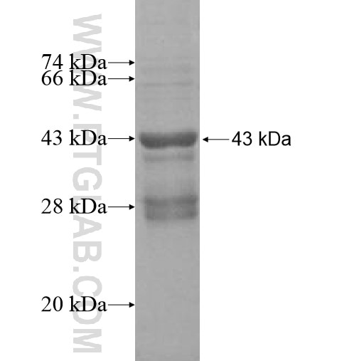 TMEM47 fusion protein Ag10914 SDS-PAGE