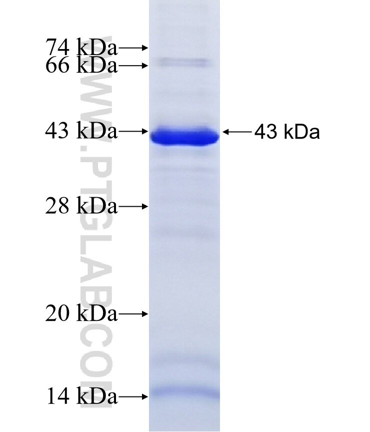 TMEM48 fusion protein Ag41521 SDS-PAGE