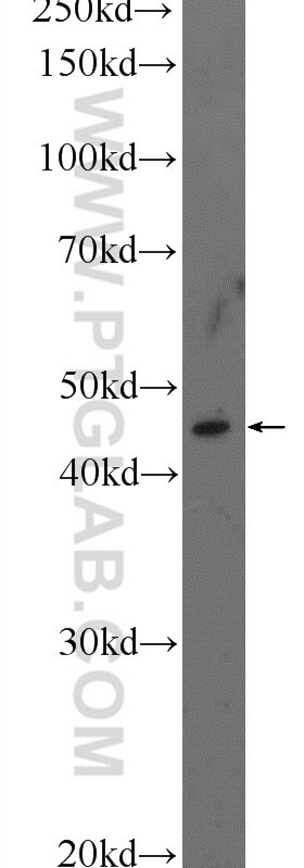 Western Blot (WB) analysis of mouse ovary tissue using TMEM5 Polyclonal antibody (17095-1-AP)