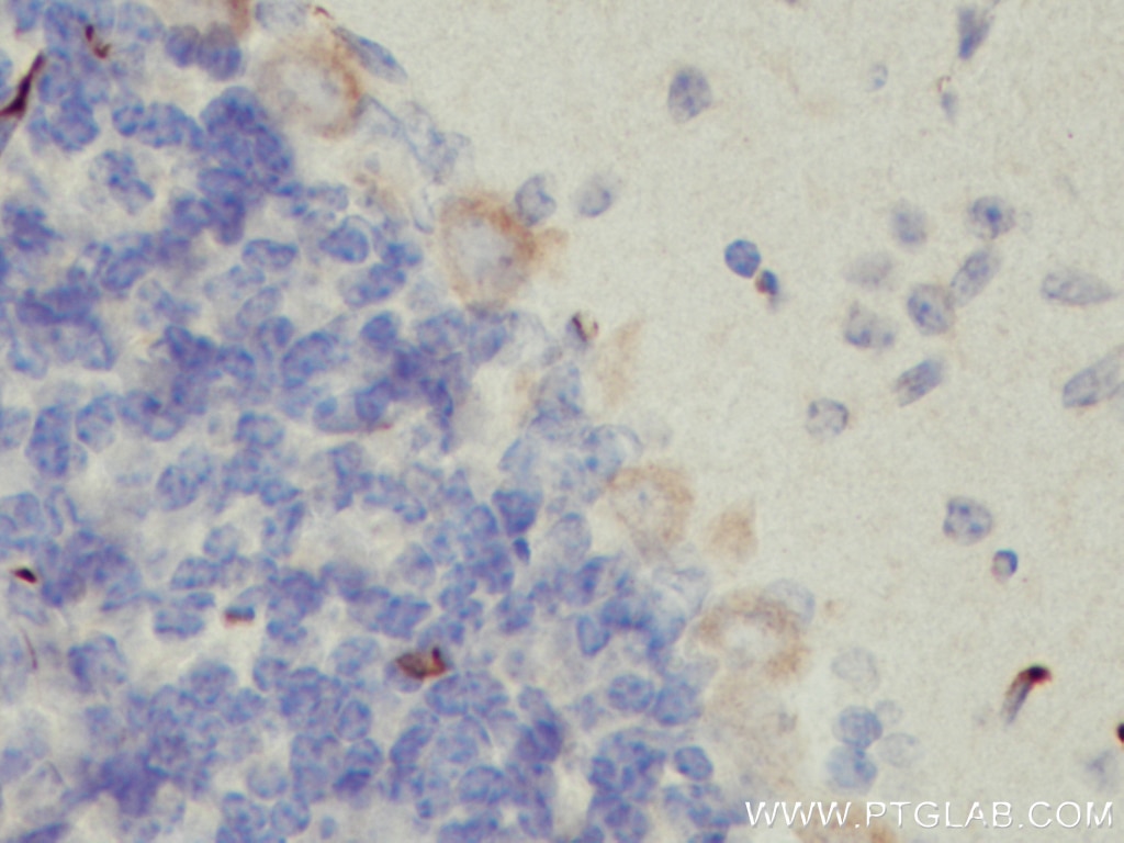 Immunohistochemistry (IHC) staining of mouse brain tissue using TMEM50B Polyclonal antibody (15941-1-AP)