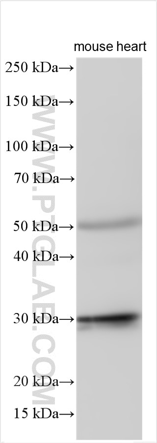 Western Blot (WB) analysis of mouse heart tissue using TMEM50B Polyclonal antibody (15941-1-AP)