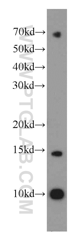 Western Blot (WB) analysis of mouse testis tissue using TMEM50B Polyclonal antibody (15941-1-AP)