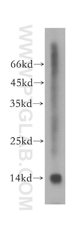 Western Blot (WB) analysis of mouse testis tissue using TMEM50B Polyclonal antibody (15941-1-AP)
