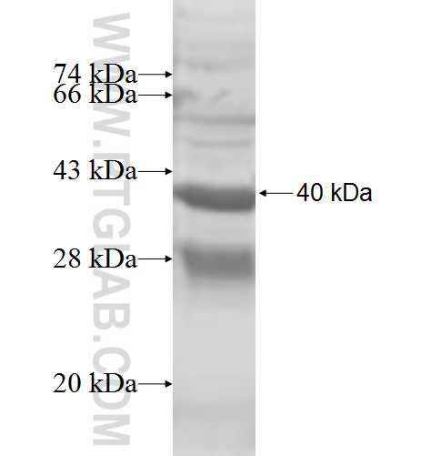 TMEM50B fusion protein Ag8220 SDS-PAGE