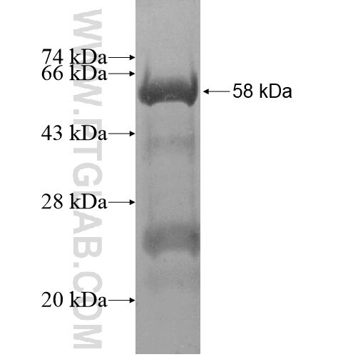 TMEM51 fusion protein Ag14326 SDS-PAGE