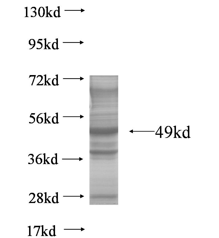 TMEM54 fusion protein Ag6234 SDS-PAGE