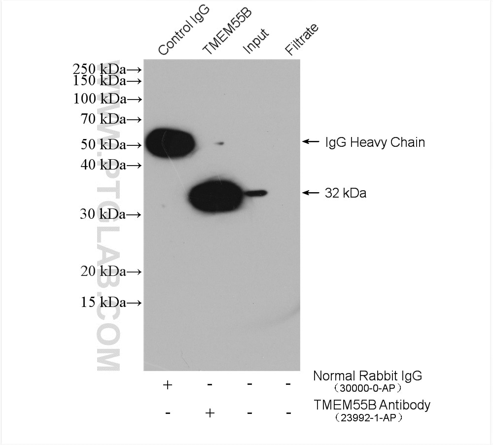 Immunoprecipitation (IP) experiment of HeLa cells using TMEM55B Polyclonal antibody (23992-1-AP)