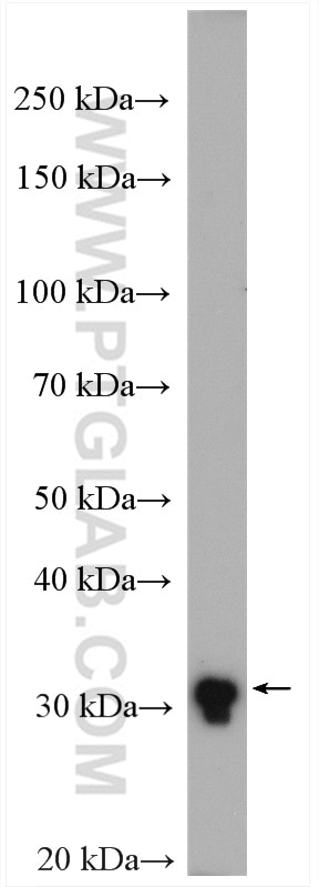 Western Blot (WB) analysis of A549 cells using TMEM55B Polyclonal antibody (23992-1-AP)