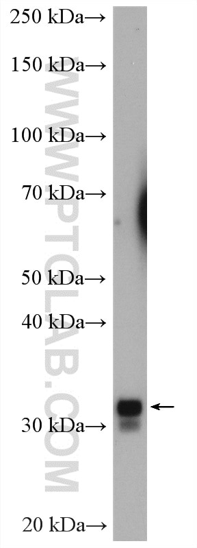 Western Blot (WB) analysis of HepG2 cells using TMEM55B Polyclonal antibody (23992-1-AP)