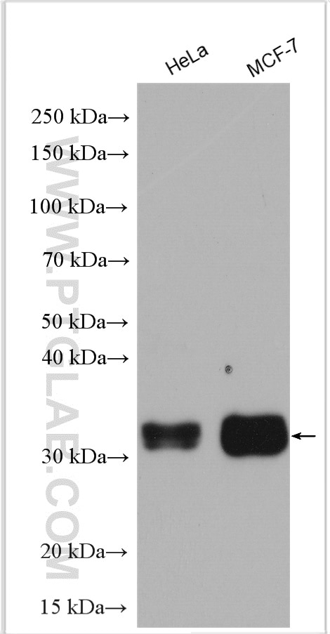 Western Blot (WB) analysis of various lysates using TMEM55B Polyclonal antibody (23992-1-AP)