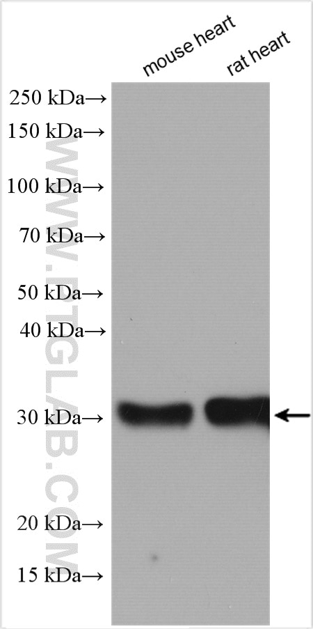 Western Blot (WB) analysis of various lysates using TMEM55B Polyclonal antibody (23992-1-AP)