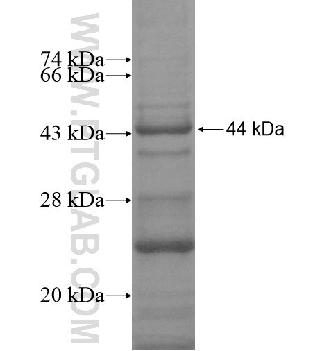 TMEM57 fusion protein Ag15714 SDS-PAGE