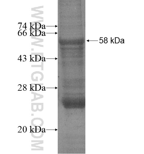 TMEM61 fusion protein Ag15044 SDS-PAGE