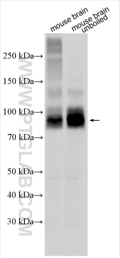Western Blot (WB) analysis of various lysates using TMEM63C Polyclonal antibody (23115-1-AP)