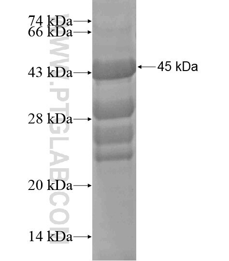 TMEM63C fusion protein Ag19428 SDS-PAGE