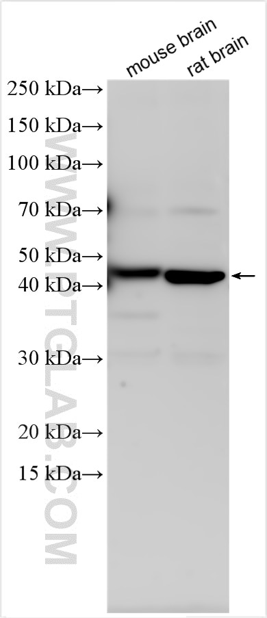 Western Blot (WB) analysis of various lysates using TMEM64 Polyclonal antibody (21274-1-AP)