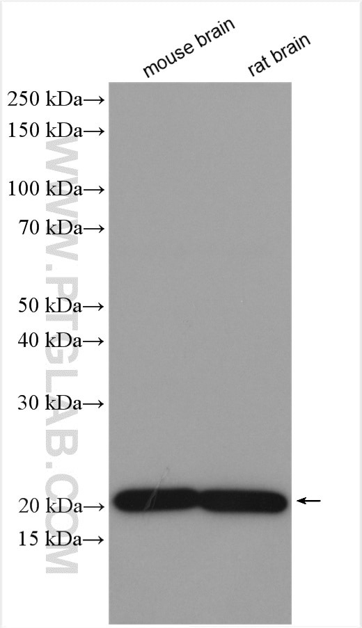 WB analysis using 21913-1-AP