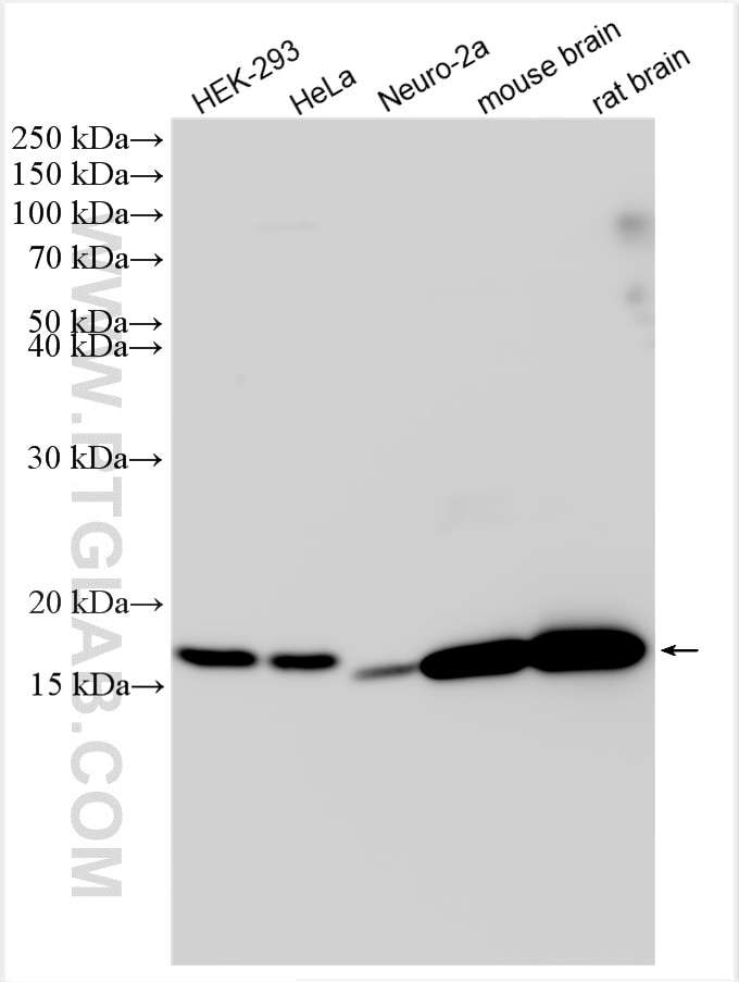 Western Blot (WB) analysis of various lysates using TMEM65 Polyclonal antibody (21913-1-AP)