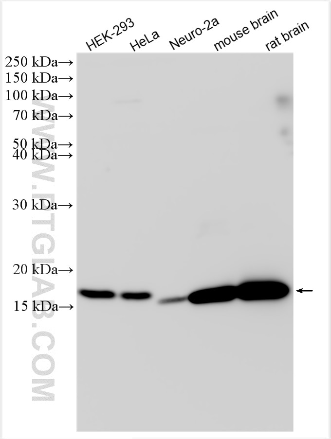 WB analysis using 21913-1-AP