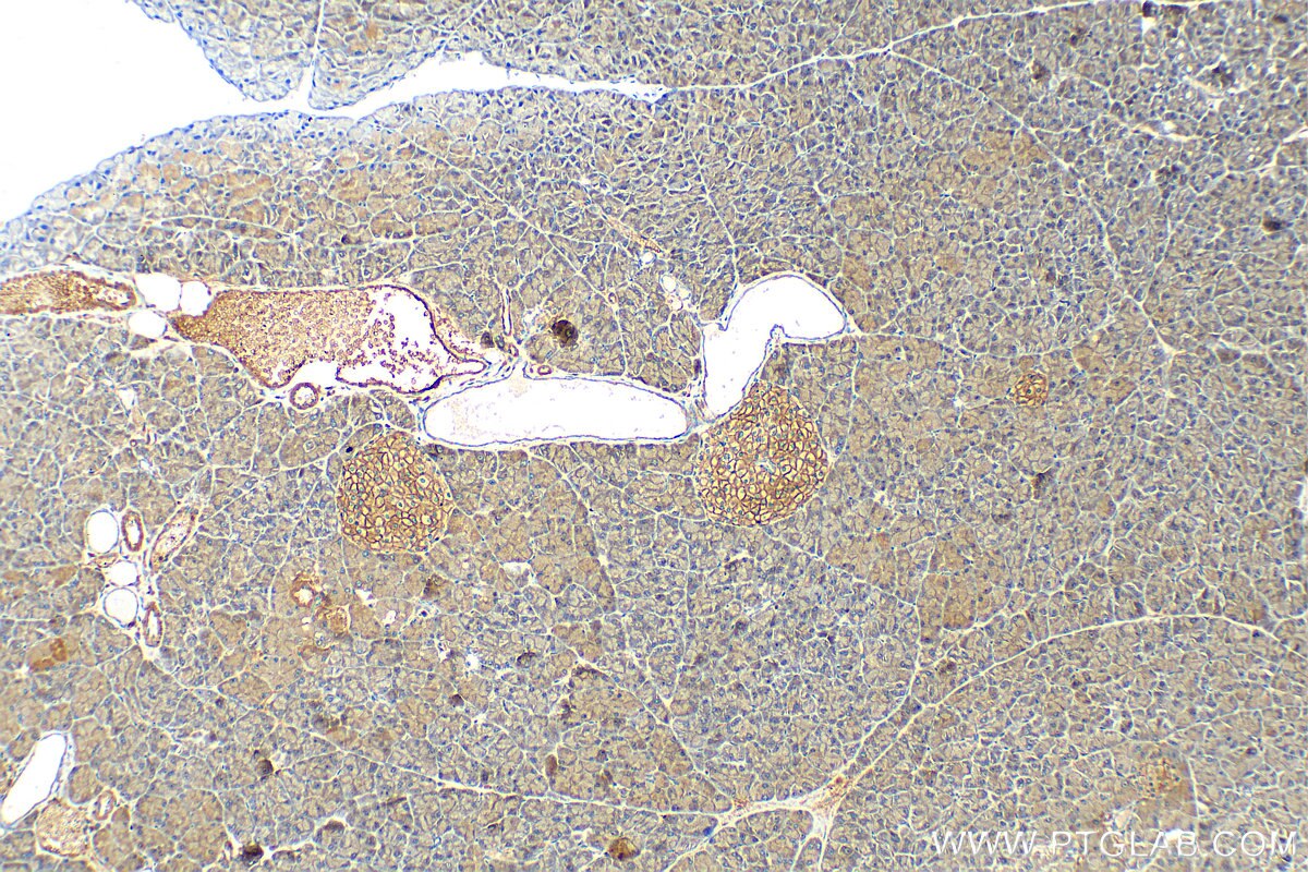 Immunohistochemistry (IHC) staining of mouse pancreas tissue using TMEM66 Polyclonal antibody (29599-1-AP)
