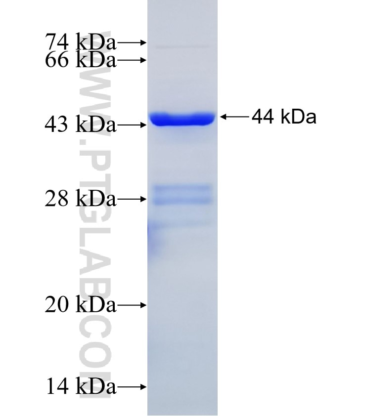 TMEM66 fusion protein Ag29388 SDS-PAGE