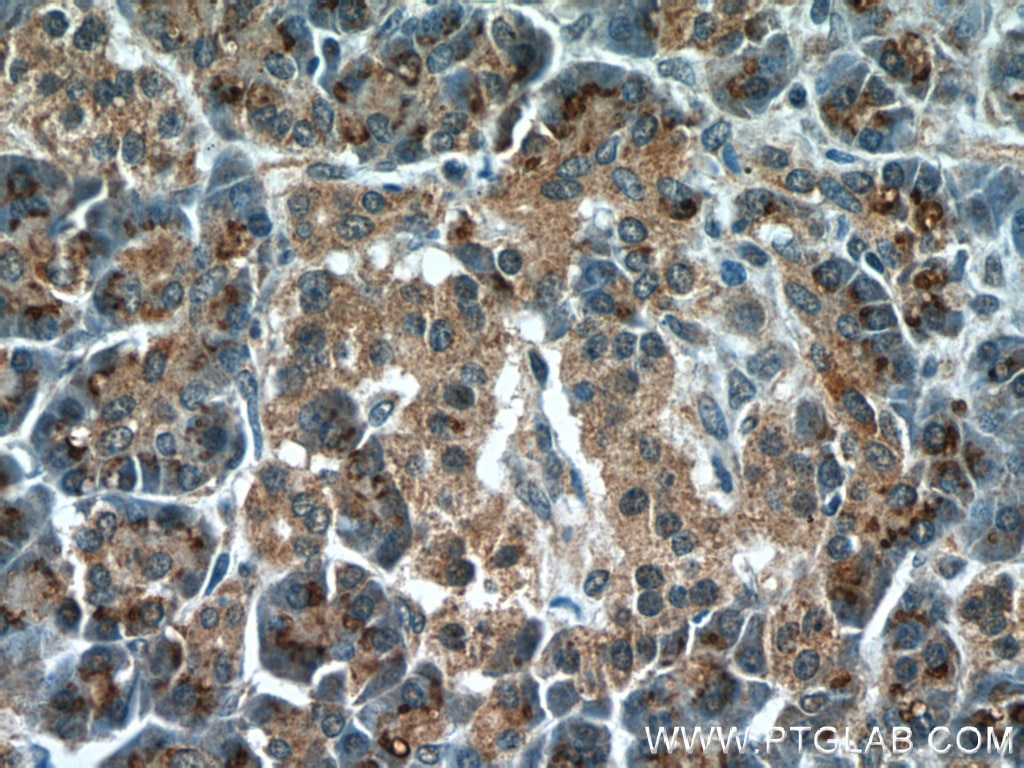 Immunohistochemistry (IHC) staining of human pancreas tissue using TMEM70 Monoclonal antibody (60195-1-Ig)