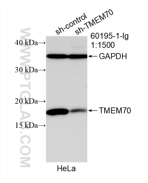 WB analysis of HeLa using 60195-1-Ig