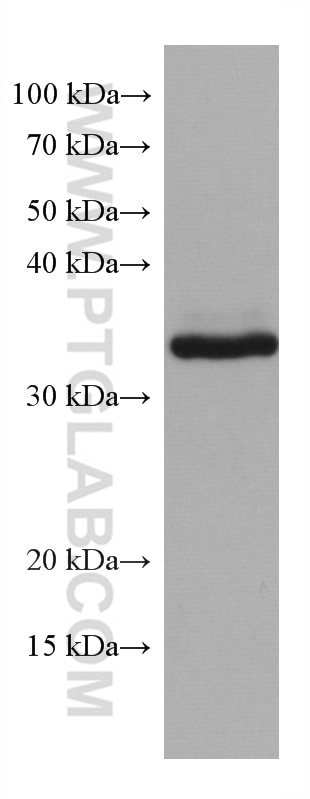 Western Blot (WB) analysis of HEK-293 cells using TMEM74 Monoclonal antibody (67773-1-Ig)