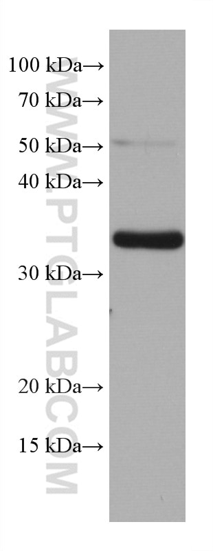 Western Blot (WB) analysis of L02 cells using TMEM74 Monoclonal antibody (67773-1-Ig)
