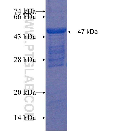 TMEM74 fusion protein Ag22288 SDS-PAGE