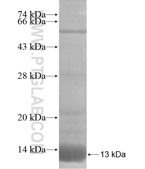 TMEM75 fusion protein Ag18916 SDS-PAGE