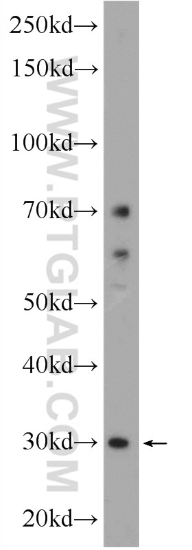 Western Blot (WB) analysis of K-562 cells using TMEM77 Polyclonal antibody (23182-1-AP)