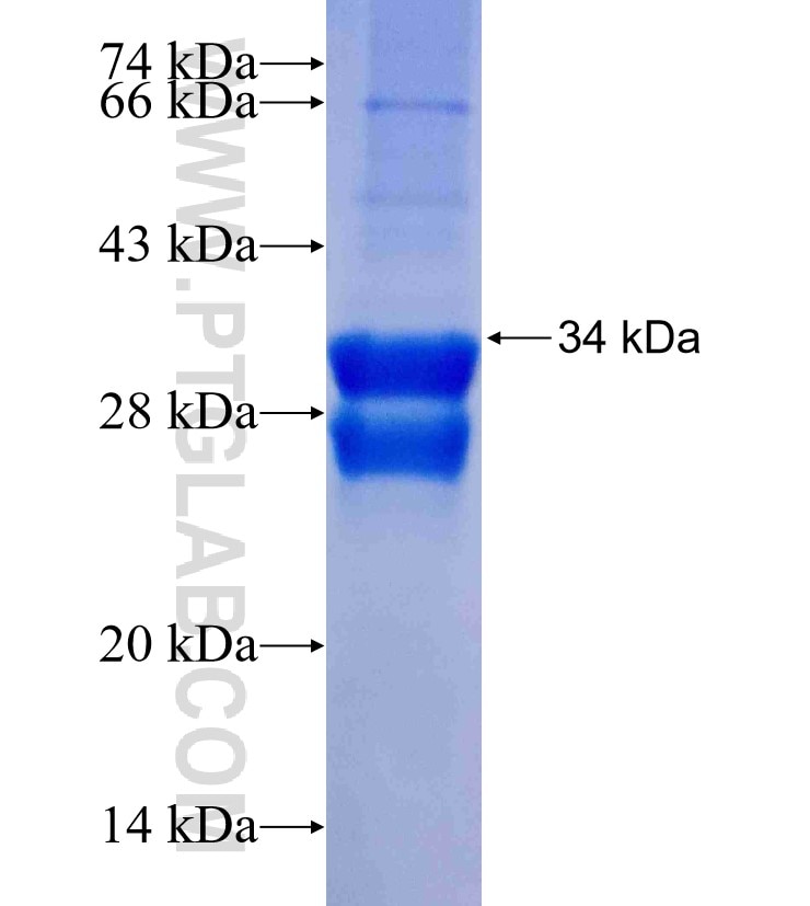 TMEM85 fusion protein Ag26785 SDS-PAGE