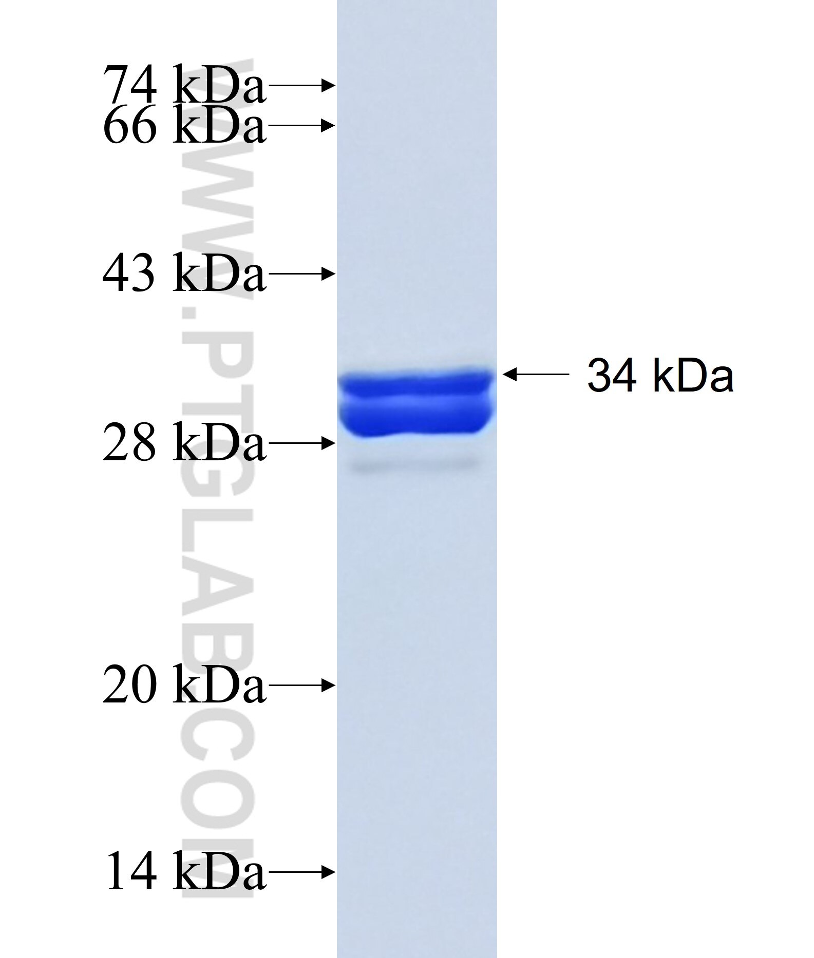 TMEM9 fusion protein Ag13831 SDS-PAGE