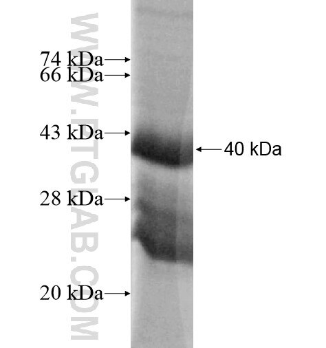 TMEM95 fusion protein Ag15725 SDS-PAGE