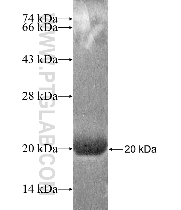 TMEM95 fusion protein Ag17201 SDS-PAGE