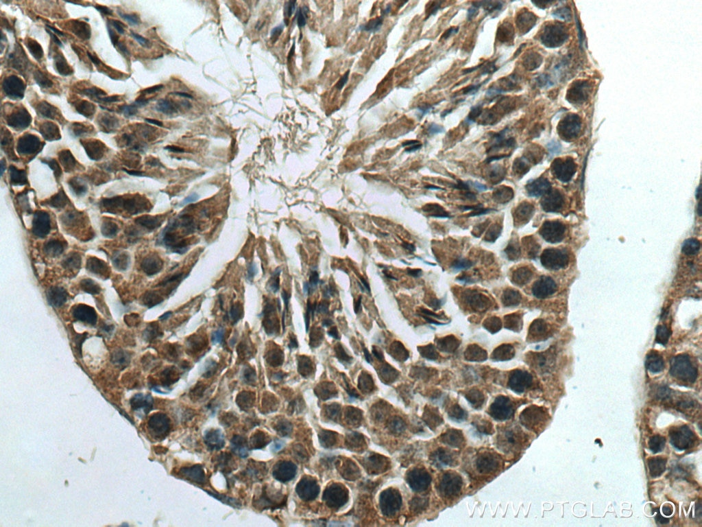 Immunohistochemistry (IHC) staining of mouse testis tissue using TMEM97 Polyclonal antibody (26444-1-AP)