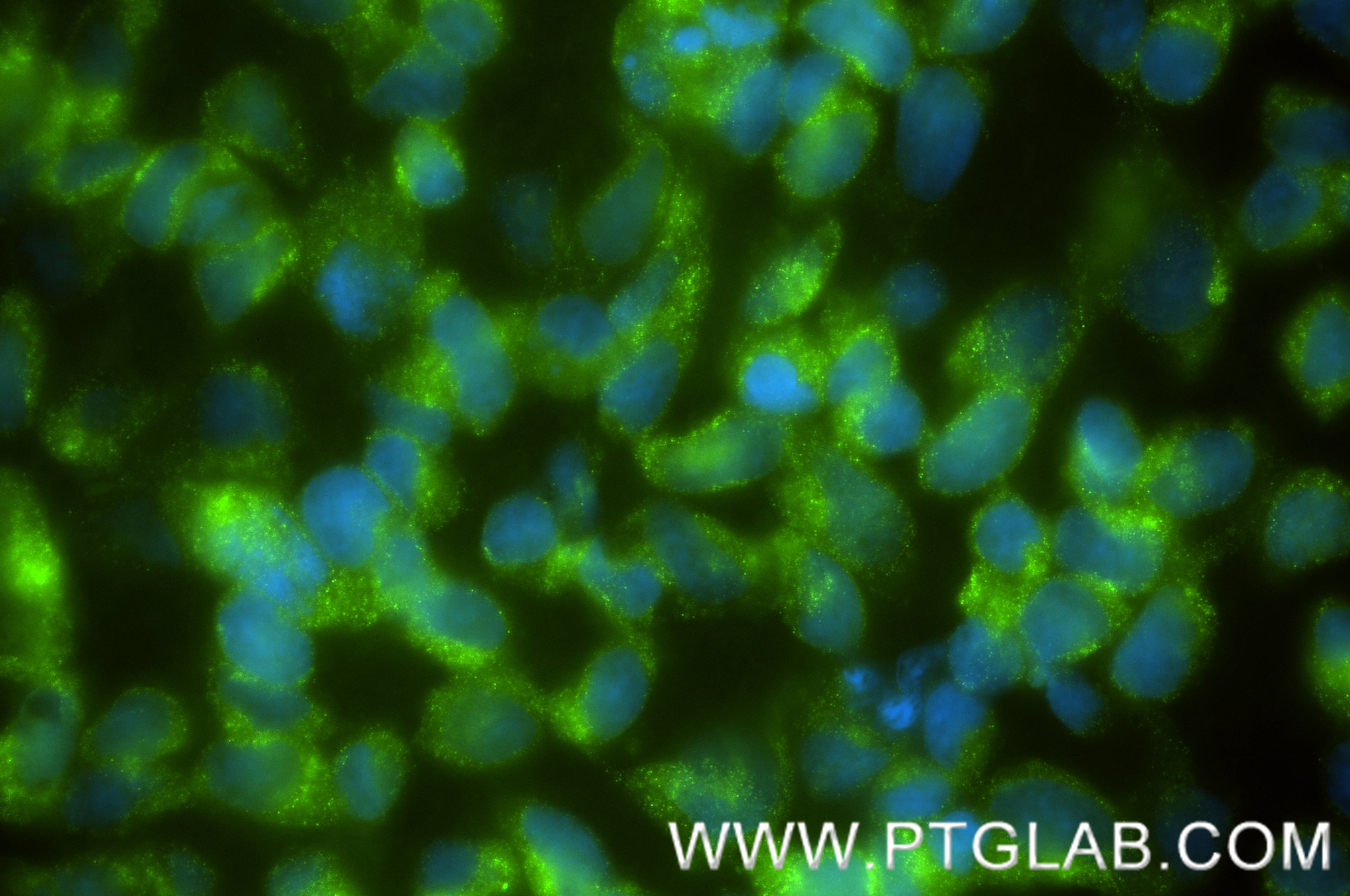Immunofluorescence (IF) / fluorescent staining of Caco-2 cells using TMEM97 Recombinant monoclonal antibody (86837-1-RR)