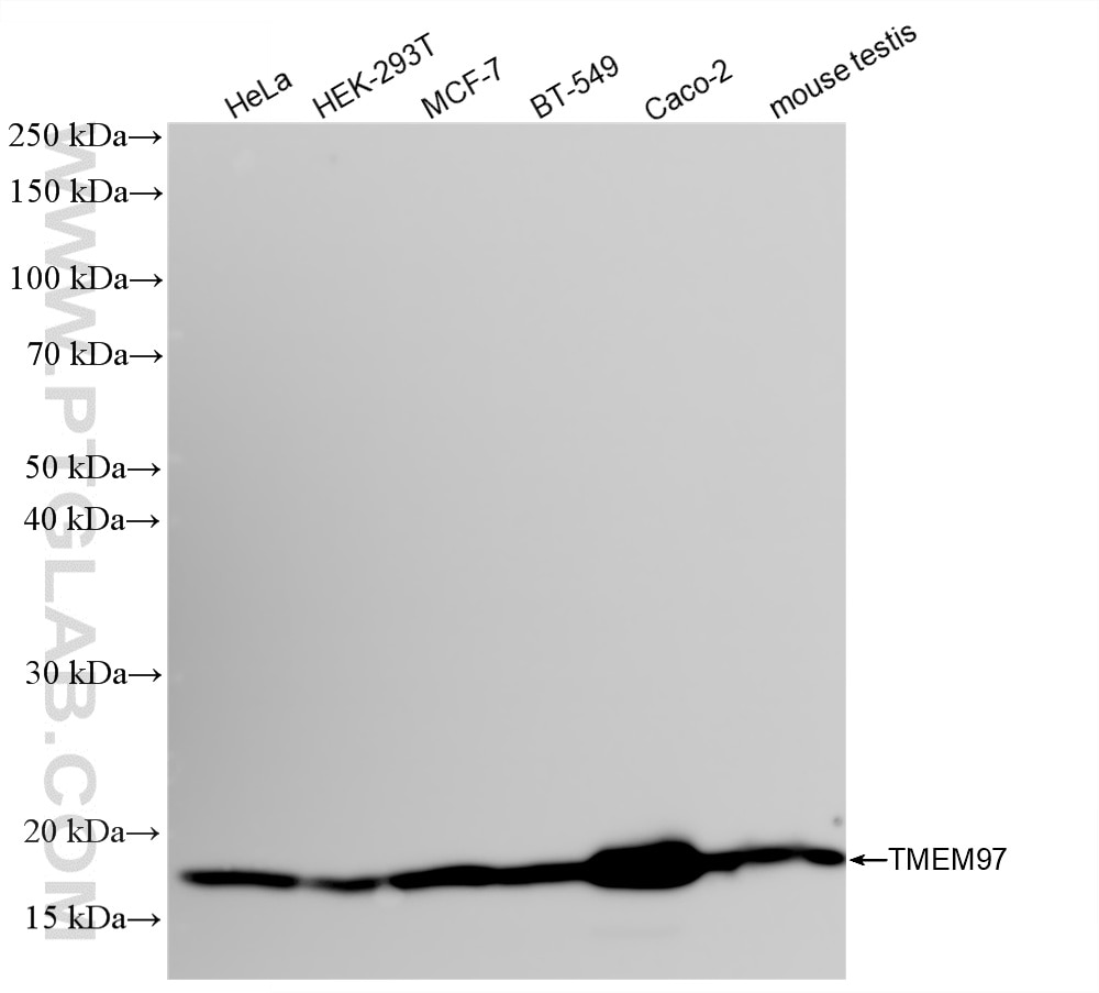 WB analysis using 86837-1-RR (same clone as 86837-1-PBS) Western Blot (WB) analysis of various lysates using TMEM97 Recombinant monoclonal antibody (86837-1-RR)