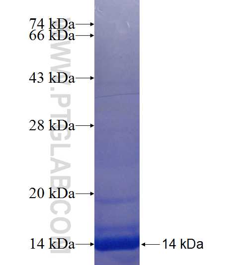 TMEM97 fusion protein Ag23917 SDS-PAGE