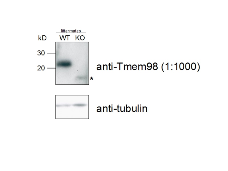 Western Blot (WB) analysis of mouse E12.5 embryos using TMEM98 Polyclonal antibody (14731-1-AP)