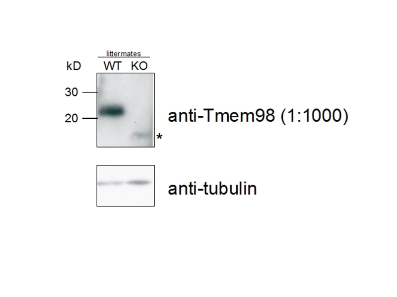 WB analysis of mouse E12.5 embryos using 14731-1-AP